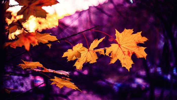 Autumn Maple Leaves in Purple Light