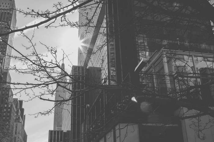 New York City buildings with bare tree branches