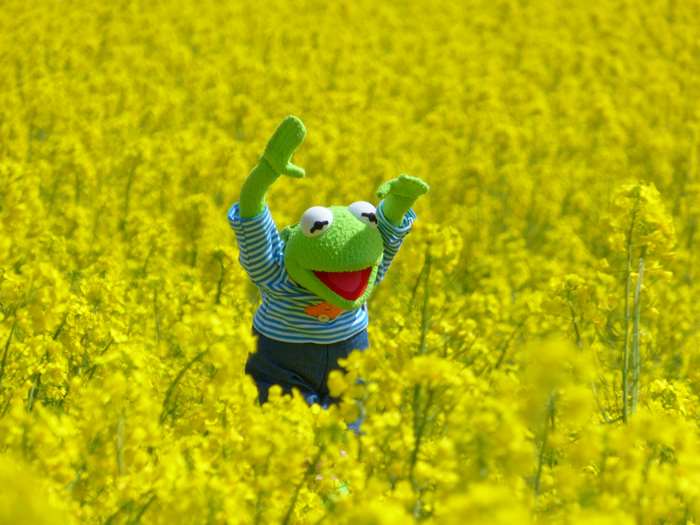 Kermit the Frog in a field of yellow flowers