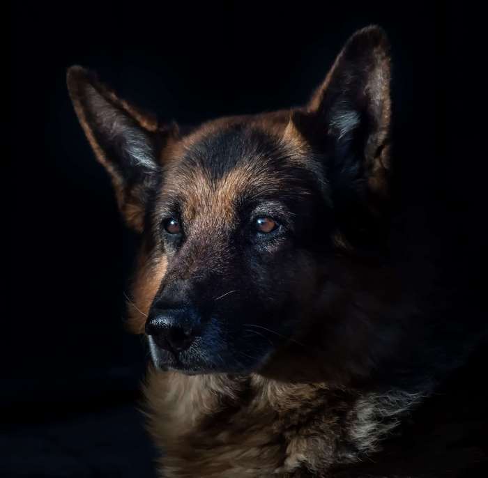 Close-up portrait of a German Shepherd dog