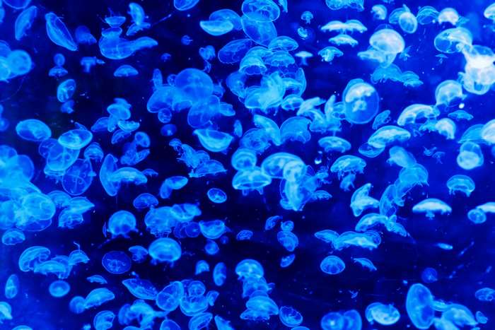 Blue jellyfish underwater 4K