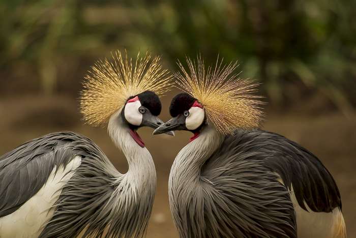 Two Grey Crowned Cranes in a Portrait