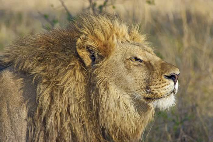 Close up of a male lion with a mane