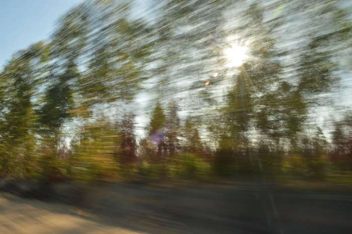 Fast motion through a forest with sunlight