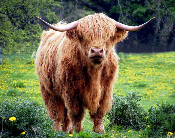 Highland cow with long horns in a field