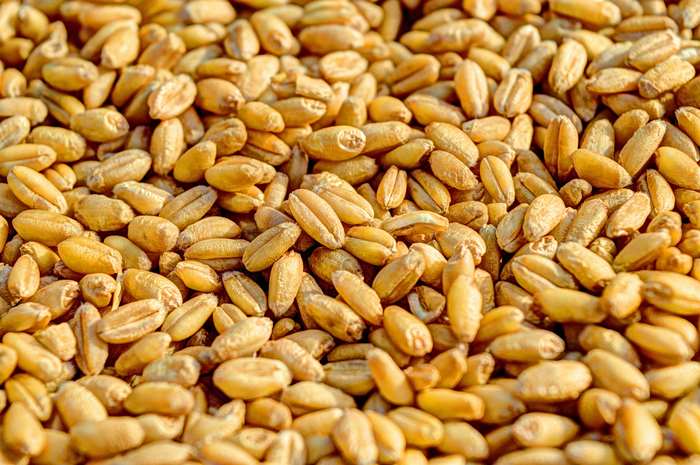 Close up of wheat grains