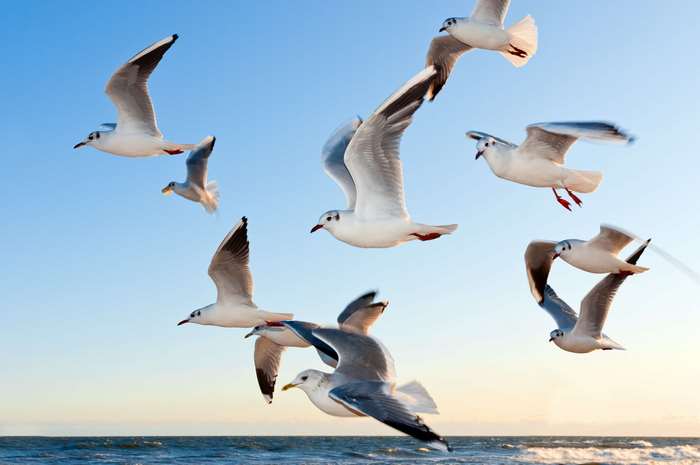 Flock of seagulls flying over the ocean 4K