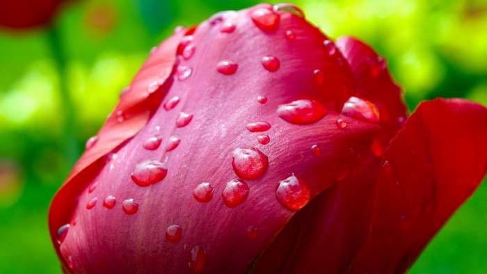 Close up of a red tulip with raindrops