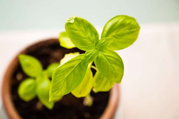 Young basil plant growing in a pot 4K