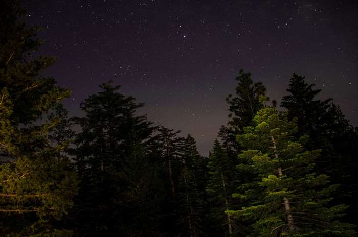 Night sky with stars over a forest