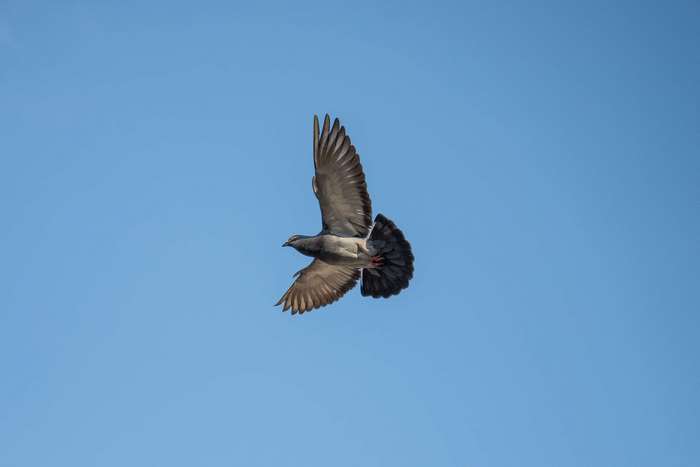 Pigeon in flight against a clear blue sky 4K