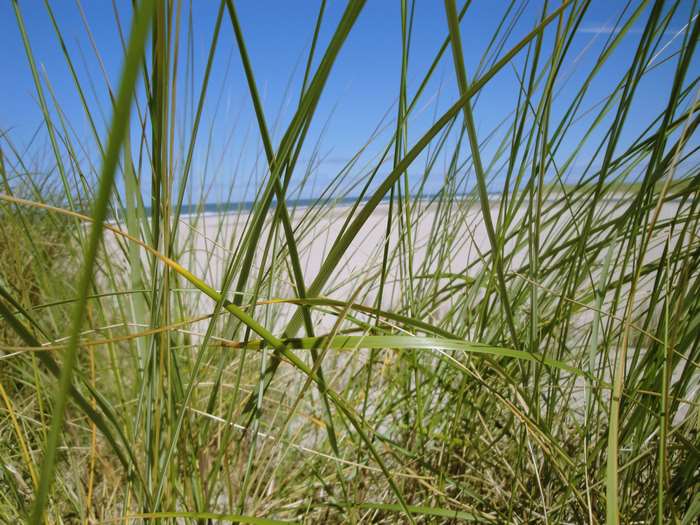 Beach and dunes with tall grass in the foreground