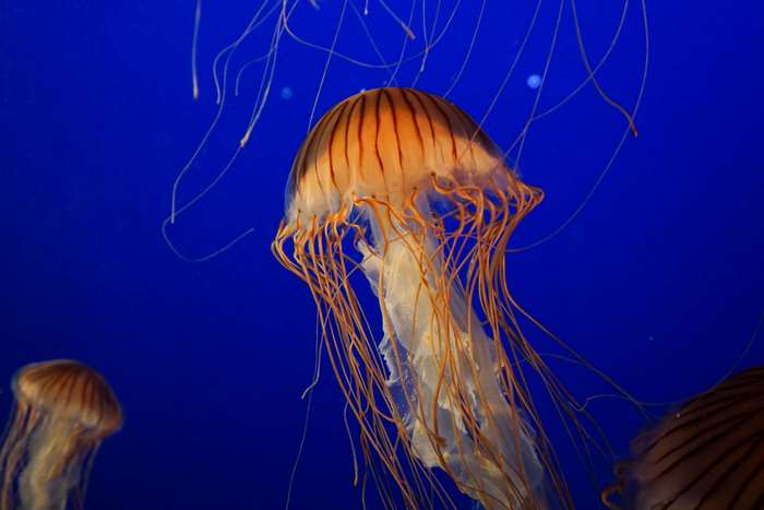 Jellyfish in a blue aquarium