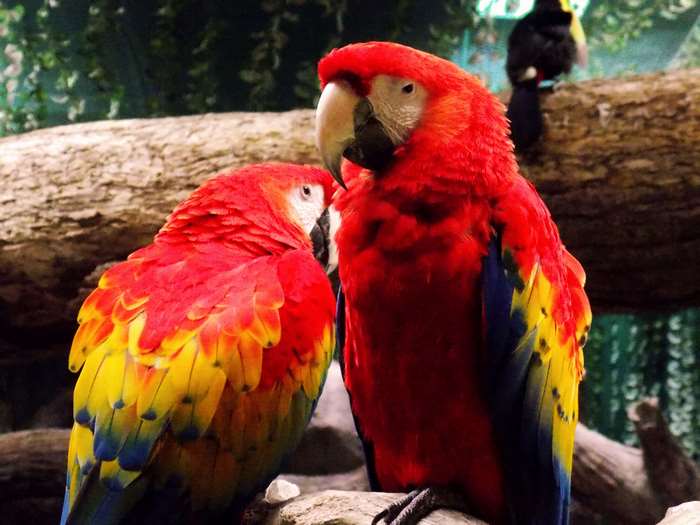 Two colorful parrots on a branch
