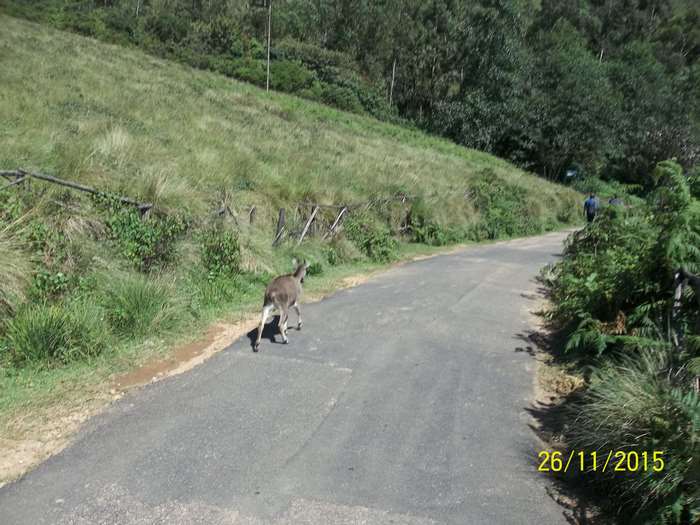 Deer on a road in a hilly area