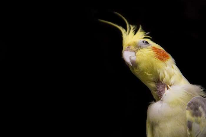Cockatiel bird with yellow and orange feathers