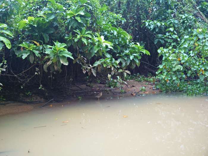Bird by a muddy riverbank with lush green foliage