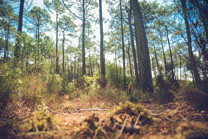 Forest path with pine trees and low-angle view