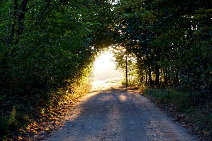 Sunlit forest road with trees forming an arch