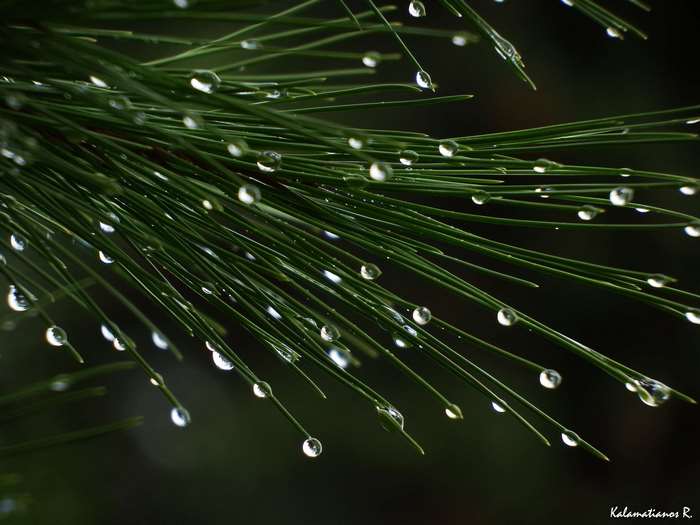 Pine needles with water drops, 4K