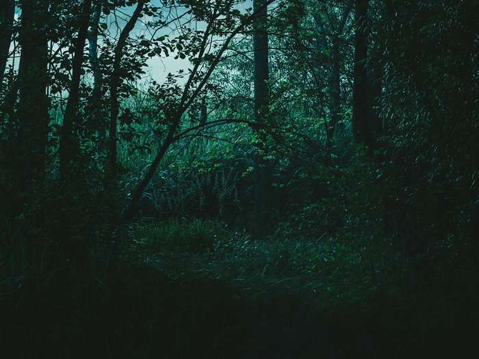 Dark forest with tall trees and dense foliage