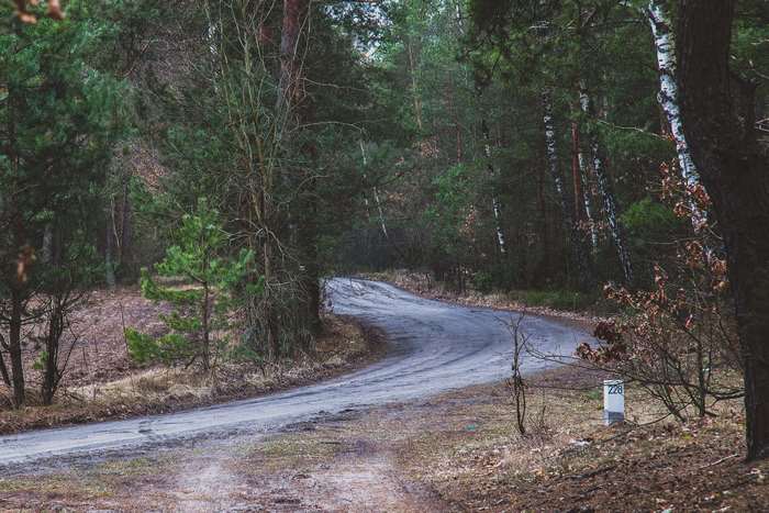 Dirt road through a forest with trees