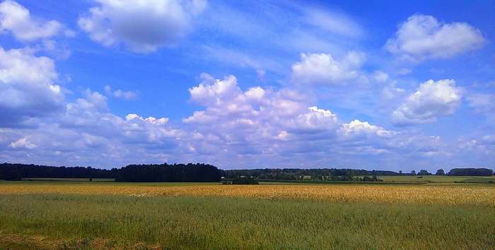 Golden field under a cloudy blue sky