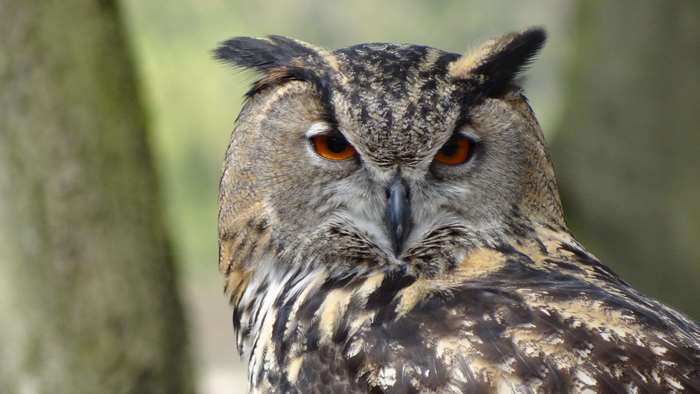 Close-up of a Eurasian Eagle-Owl with orange eyes