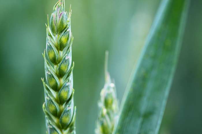 Close-up of a green wheat ear in a field