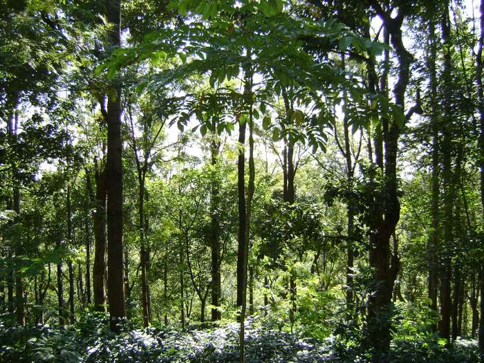 Sunlight filtering through a dense forest canopy