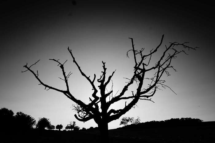 Silhouette of a dead tree in black and white