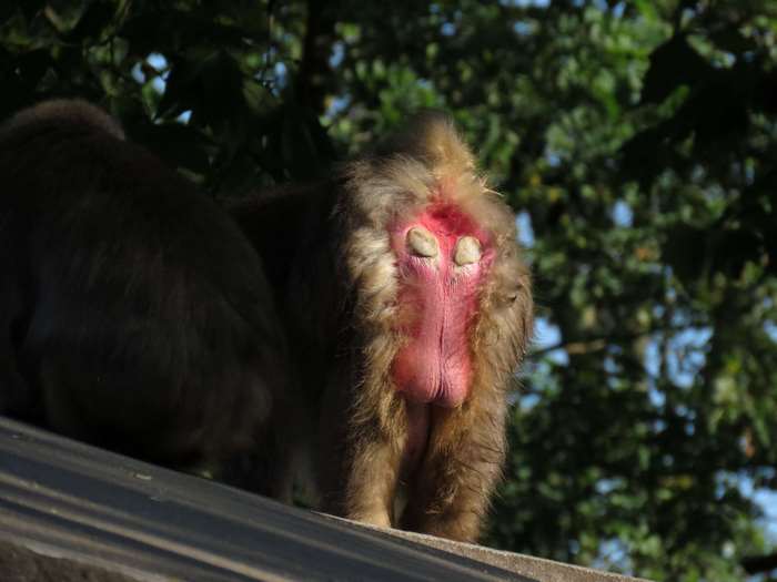 Monkey's rear end