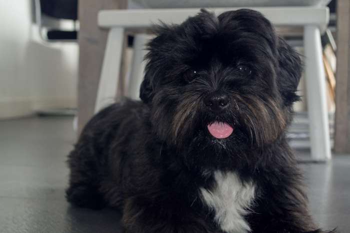 Black Boomer dog with tongue out