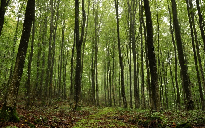 A path through a dense green forest with tall trees