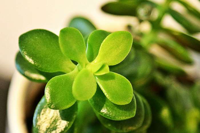 Close-up of Jade Plant leaves