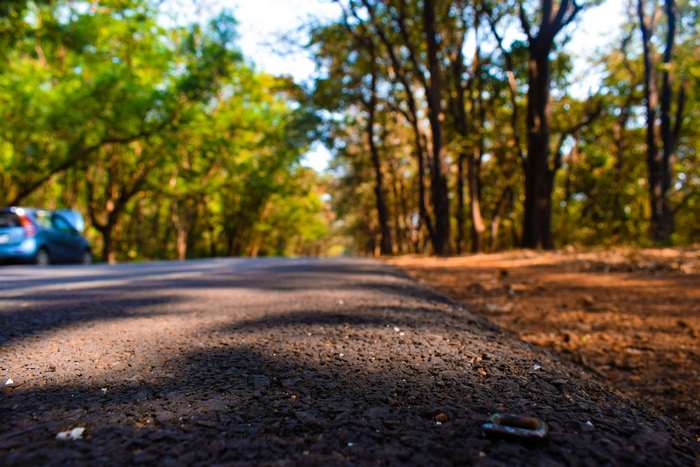 Road through a forest with trees and a car