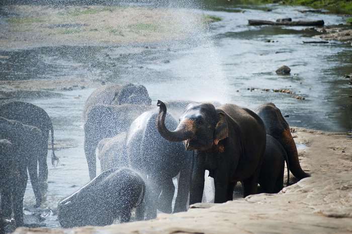Elephants bathing in a river