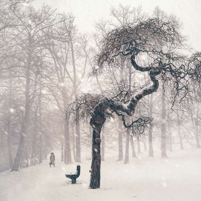 A person walks in a snowy forest with a twisted tree