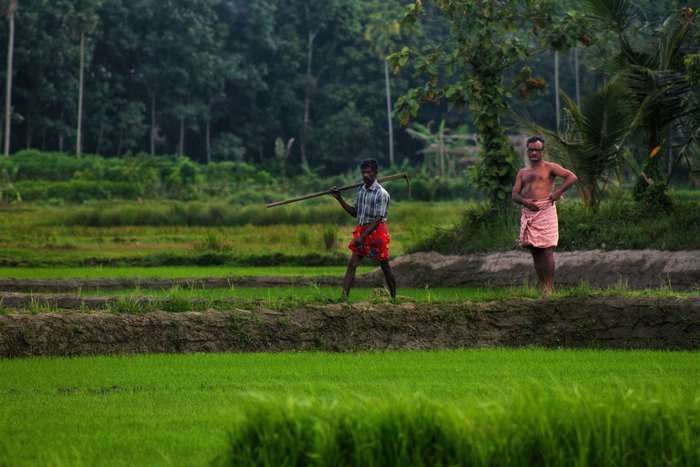 Farmers working in a green agricultural field 4K
