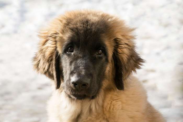 Leonberger puppy with fluffy brown and black fur