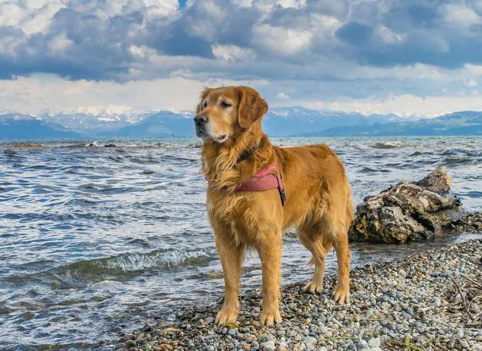 Golden Retriever dog on a rocky beach by a lake