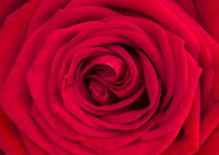 Close-up of a red rose