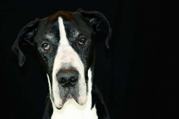 Great Dane dog with black and white markings