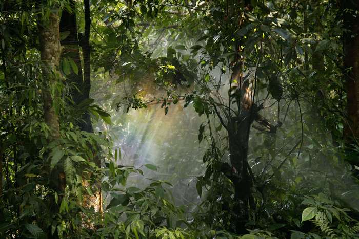 Sunlight filtering through a dense forest canopy