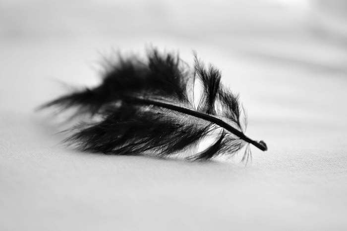 Black feather 4K