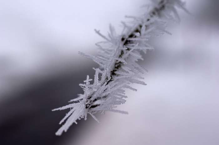 Close-up of frost crystals on a branch in winter