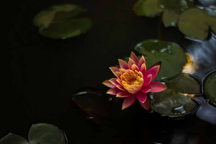 Pink and yellow lotus flower in dark water