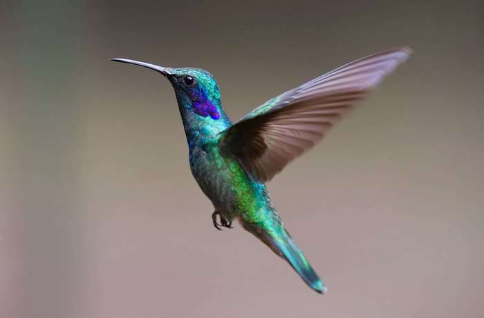 Hummingbird in flight with iridescent plumage