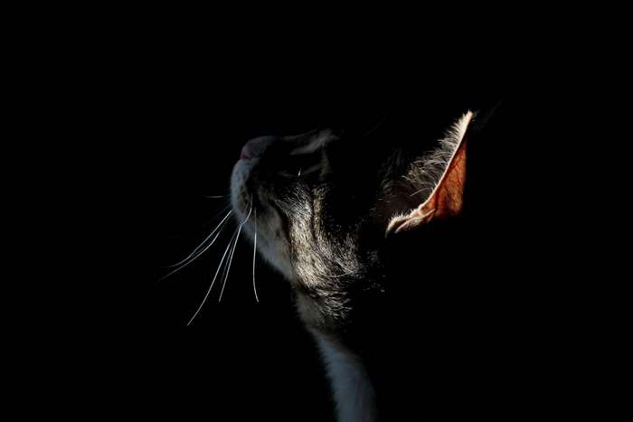 Cat face illuminated by light in darkness