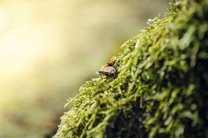 Two bugs on mossy tree branch in sunlight